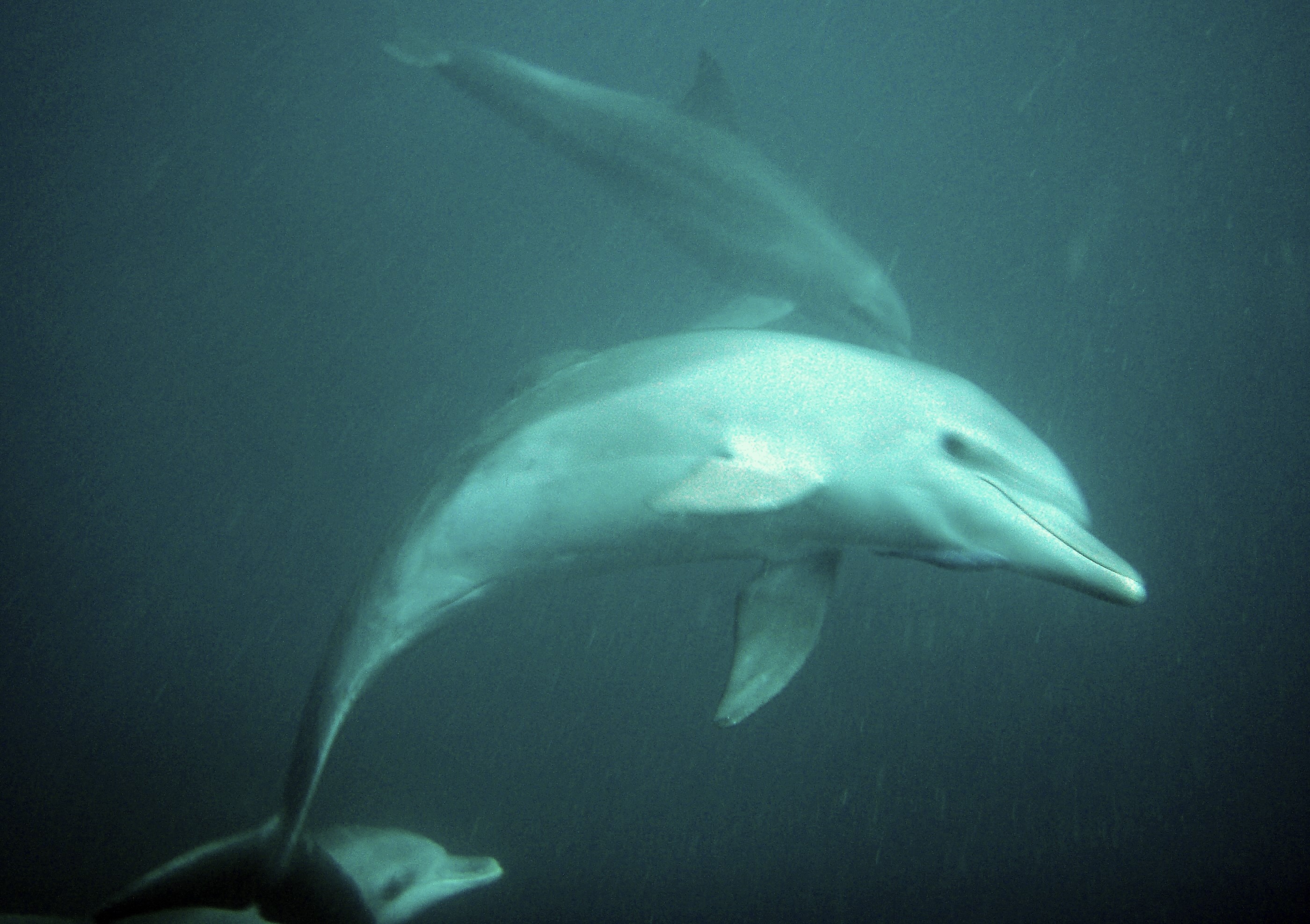 Swimming with dolphins off Lamu